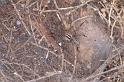 Agelena_canariensis_D3256_Z_90_Valle Gran Rey_Spanje
